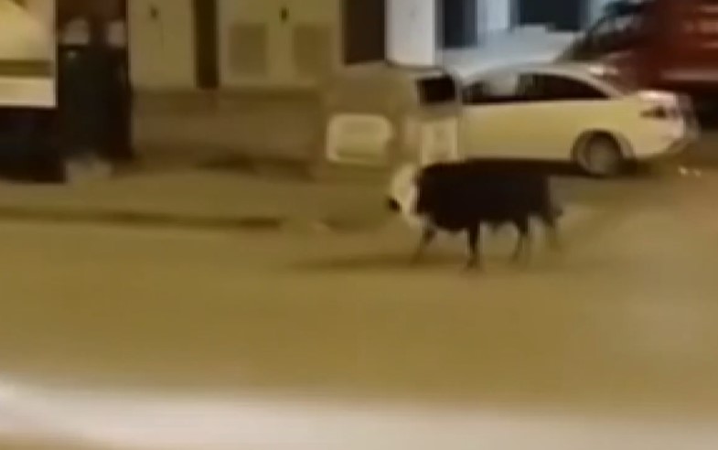 Konya’da kaçan kurbanlık boğa çarşıyı birbirine kattı!