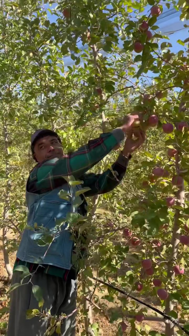 Konya’daki bir ilçe üretim merkezi olmaya hazırlanıyor! Sıra sıra 1,5 milyondan fazla