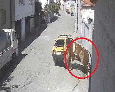 Kaçan boğa, boynuz darbeleriyle park halindeki otomobile zarar verdi! O anlar kamerada