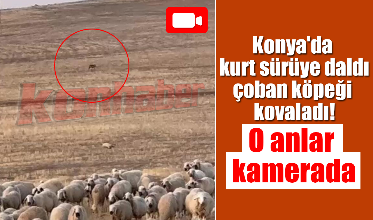 Konya’da kurt sürüye daldı, çoban köpeği kovaladı! O anlar kamerada