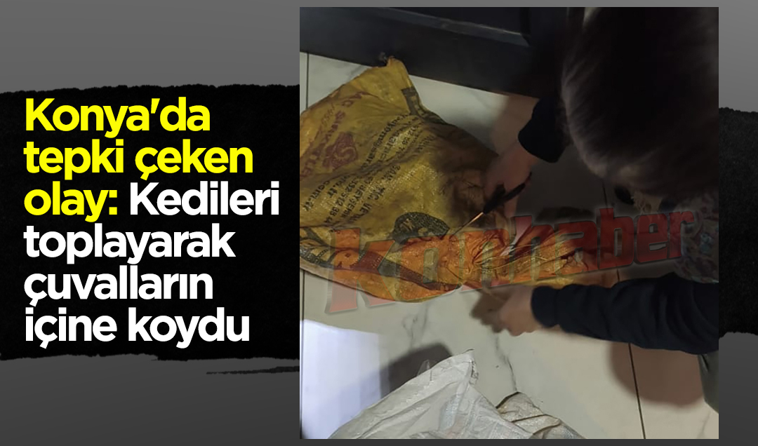 Konya’da tepki çeken olay: Kedileri toplayarak çuvalların içine koydu