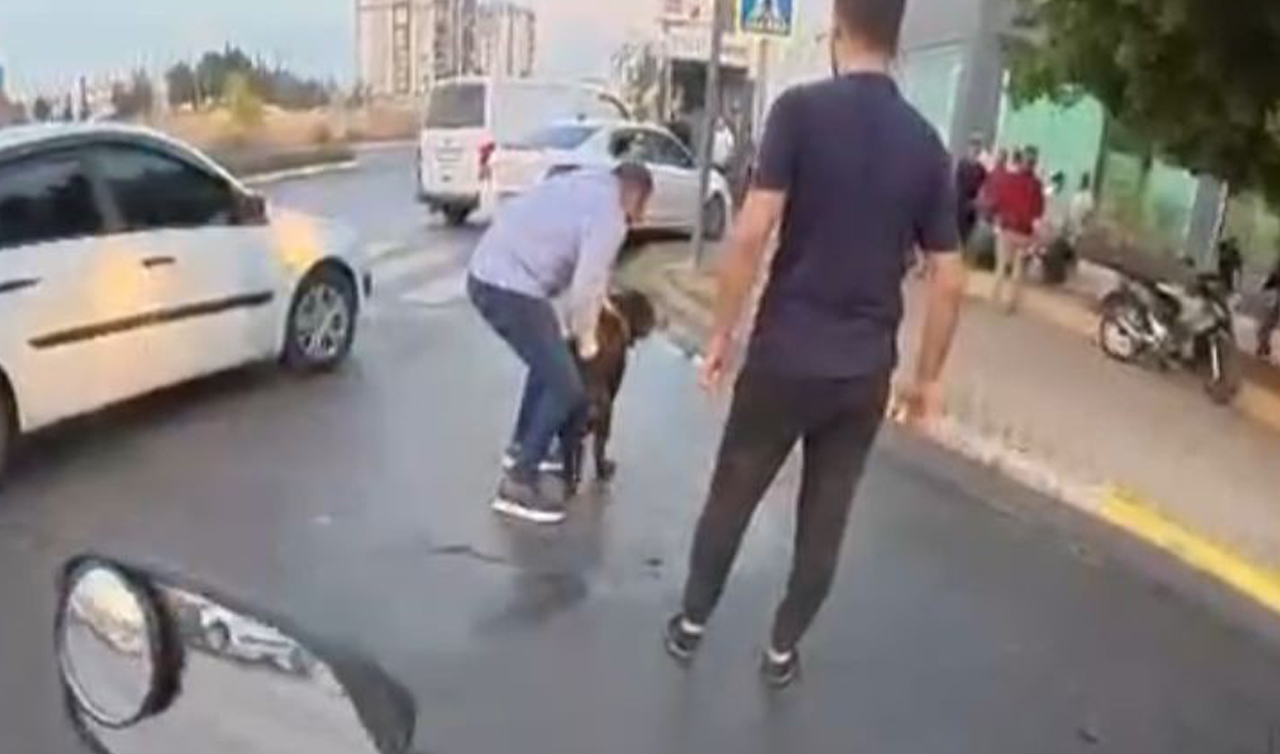 Sokakta ağızlıksız gezdirilen ’Rottweiler’ cinsi köpek dehşet saçtı... O anlar kamerada