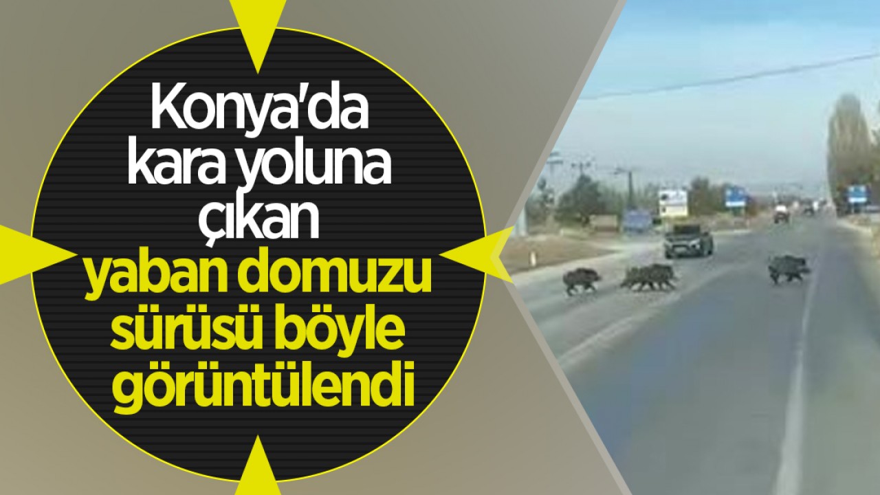 Konya’da kara yoluna çıkan yaban domuzu sürüsü böyle görüntülendi