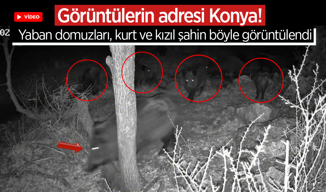 Görüntülerin adresi Konya! Yaban domuzları, kurt ve kızıl şahin böyle görüntülendi