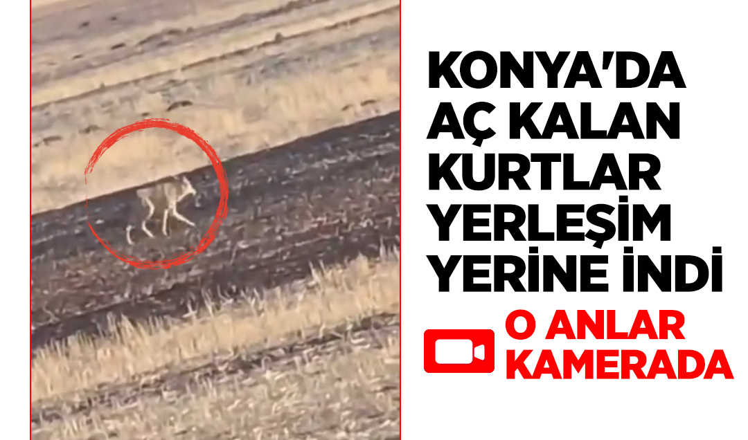 Konya’da aç kalan kurtlar yerleşim yerine indi