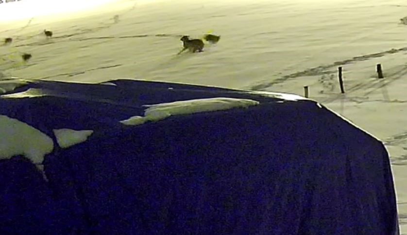 Aç kalan 6 kurt, çiftlikteki köpeğe saldırdı! Köpekten geriye postu kaldı