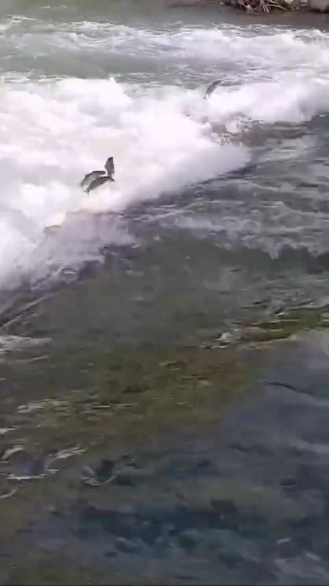 Konya’da tersine yüzen balıklar ilgi odağı oldu! Oltayı alan koştu