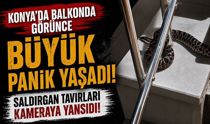 Konya’da balkonda görünce büyük panik yaşadı! Saldırgan tavırları kameraya yansıdı