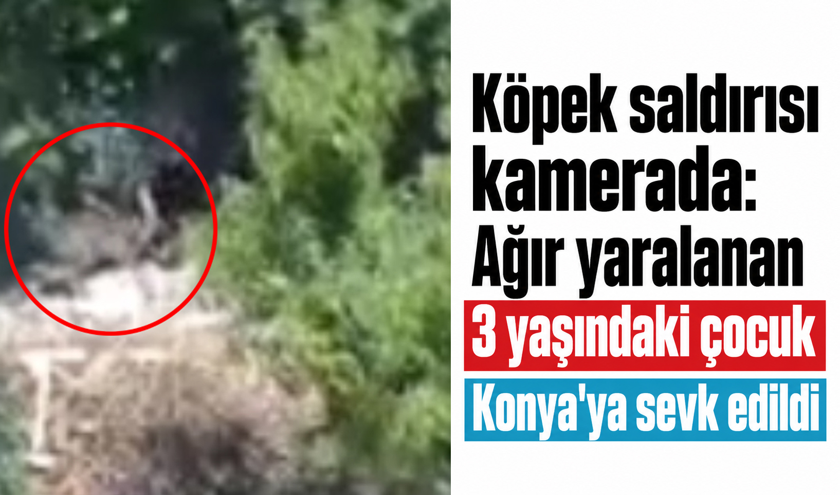 Köpek saldırısı kamerada: Ağır yaralanan 3 yaşındaki çocuk Konya’ya sevk edildi